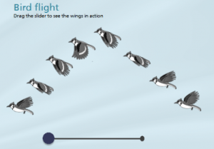 Bird-flight